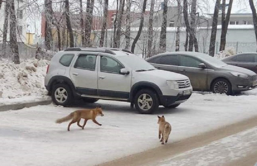 Департамент городского хозяйства настоятельно рекомендует не подкармливать бездомных животных
