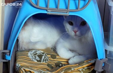 Саровчане могут сделать своим животным бесплатные прививки от бешенства