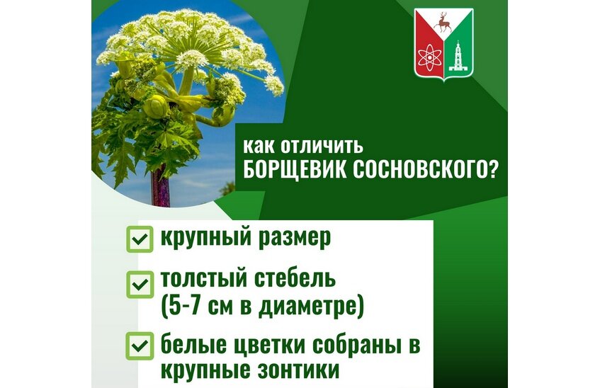 Борщевик в парке Зернова не опасен