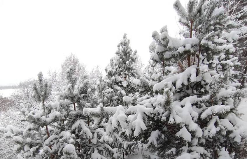 В лесах введен режим усиленного контроля для защиты от незаконной вырубки елей