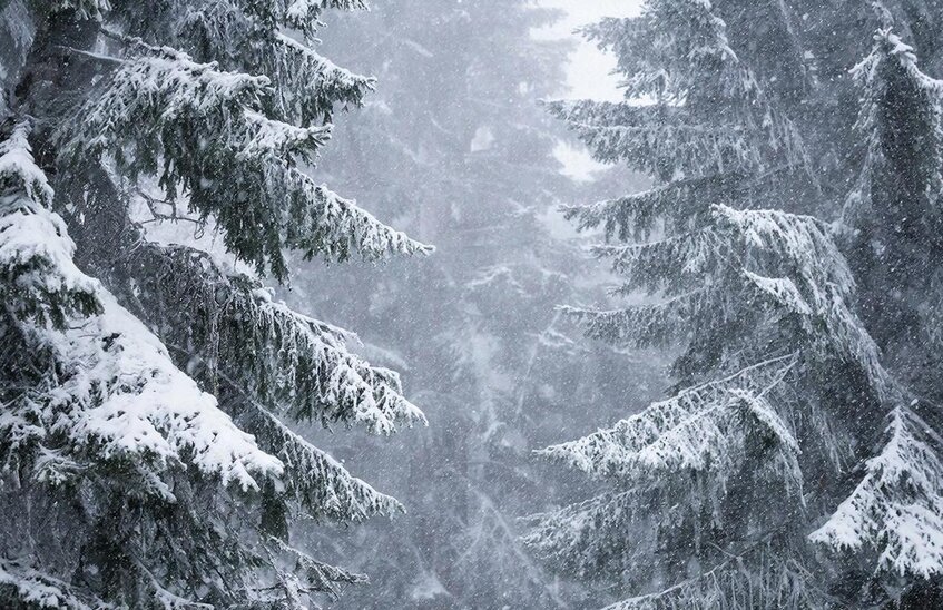 Лесники просят саровчан воздержаться от прогулок по лесу